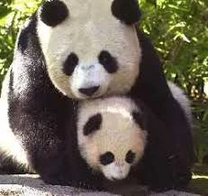 panda_22.webp