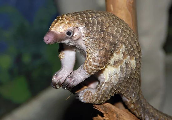 pangolin-02.webp