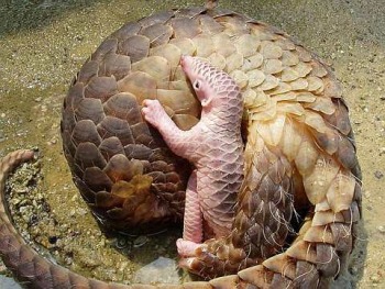 pangolin-06.jpg
