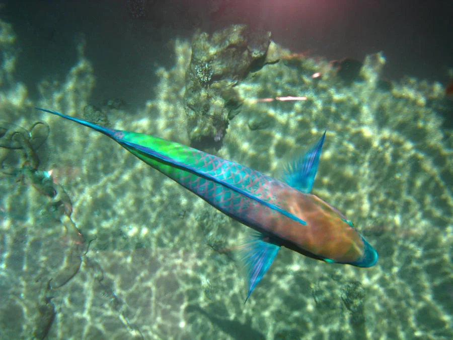 parrot_fish_by_a_sha_f-d65u6nu.webp