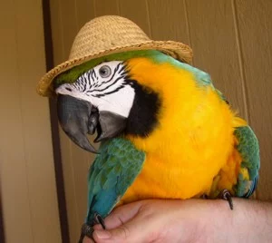 parrot_in_a_hat-sm.webp