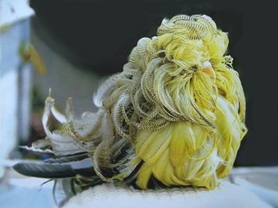 parrot_s.jpg