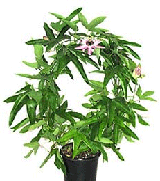 passiflora.gif