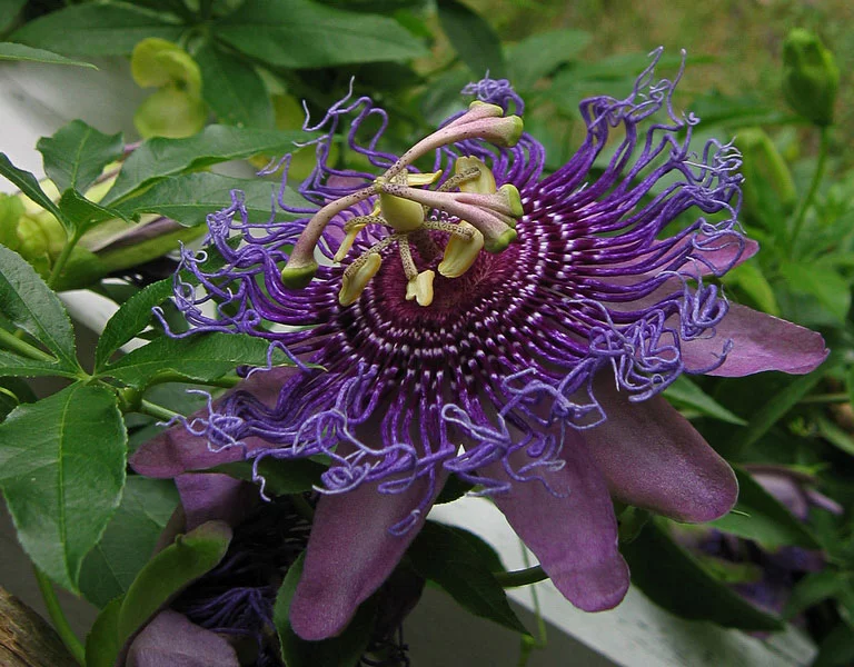 passiflora_hfy.webp