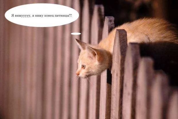 pat1.webp