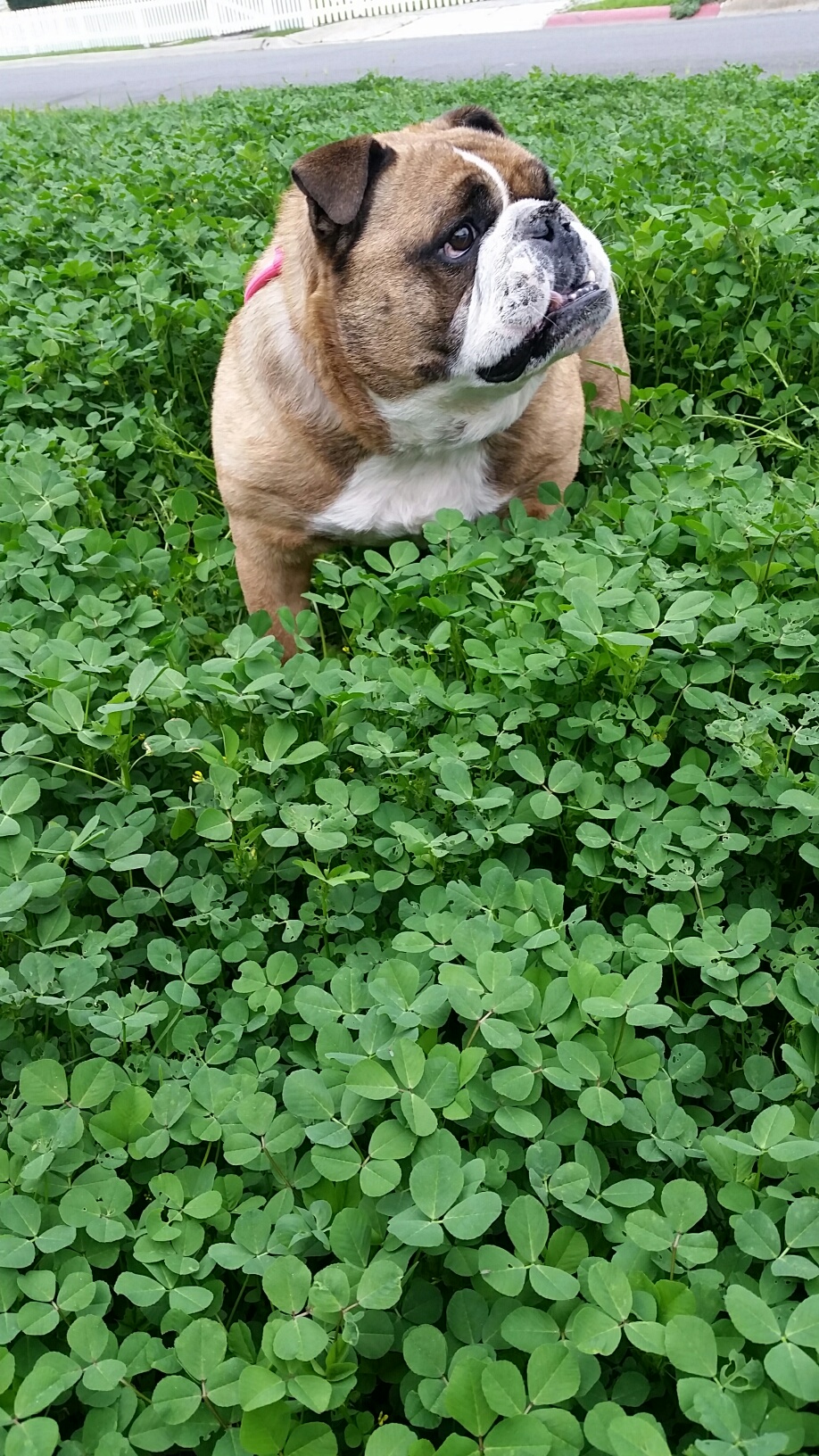 peewee_in_clover.jpg