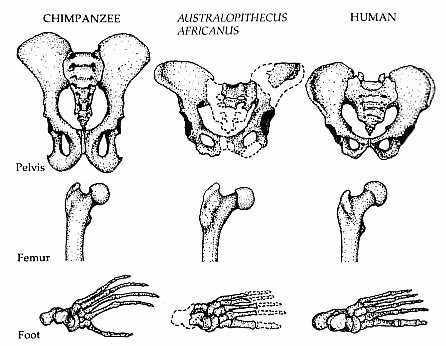 pelvis.webp