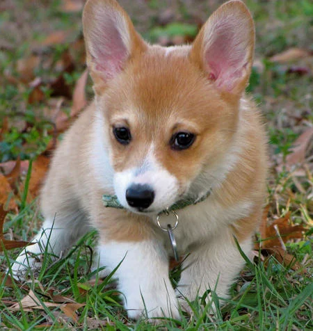 Pembroke-Welsh-Corgi-In-Garden.webp