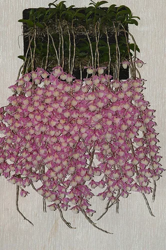 pendant+dendrobium+culture+2.webp