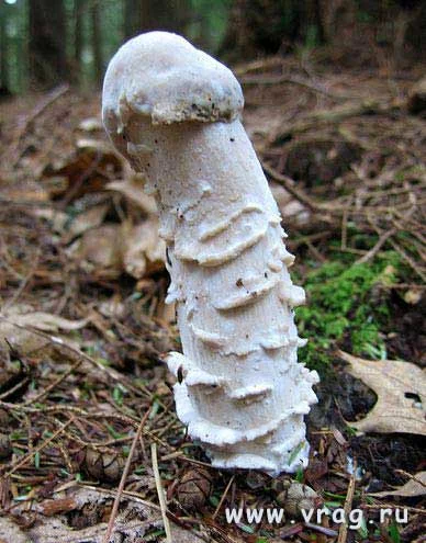 penis_mushroom.webp