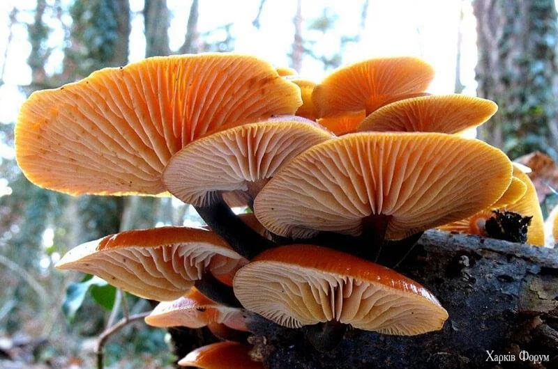 penok-zymovyj-flammulina-velutipes-6_68c6e34347823.webp