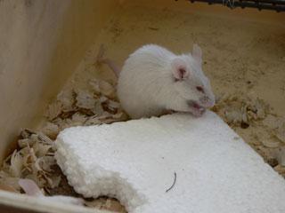 penoplast_mice2.jpg