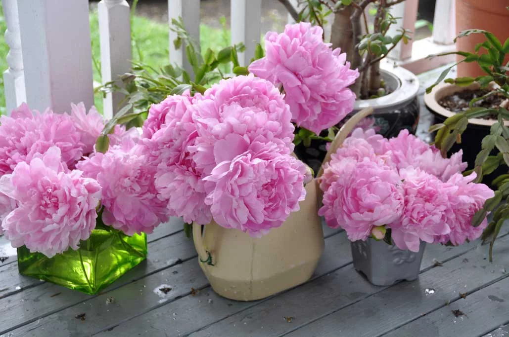 peony-various.webp