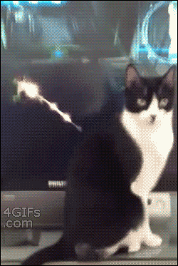 perfect-cat-armor.gif