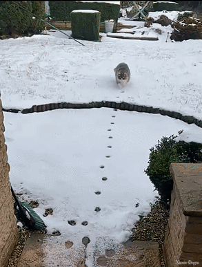 Первые_снежные_кошки (1) (1).gif