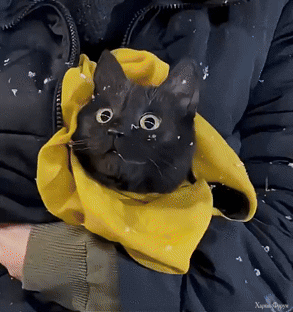 Первые_снежные_кошки (2).gif