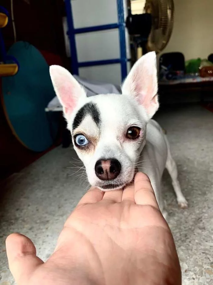pesik-poxozhij-na-pomes-chixuaxua-s-xaski-6.webp