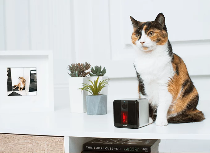 Petcube.webp