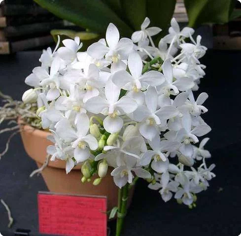 phal.%20equestris%20alba.webp