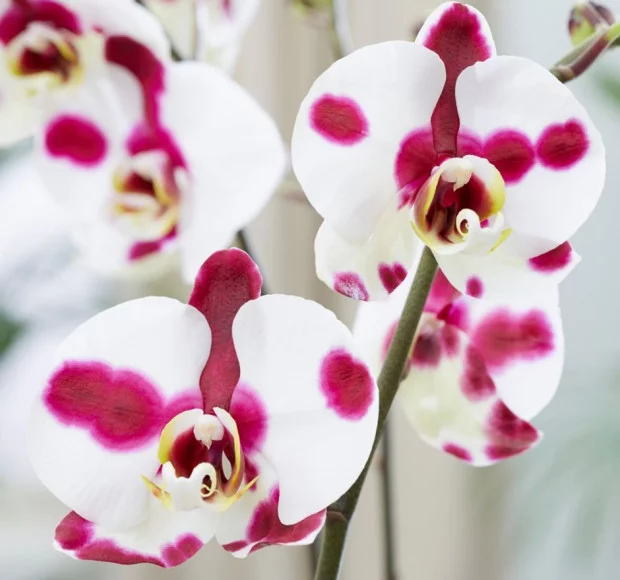 phalaenopsis-polka-dots-620x580.webp