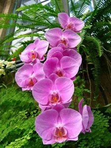phalaenopsis1-225x300.webp