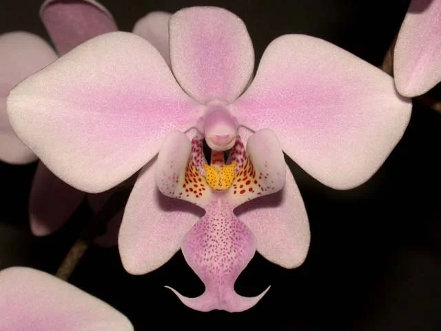 Phalaenopsis_schilleriana_toapel.webp