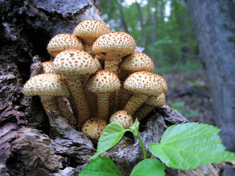 pholiota_squarrosa_by_a_sha_f-d5ezg93.webp