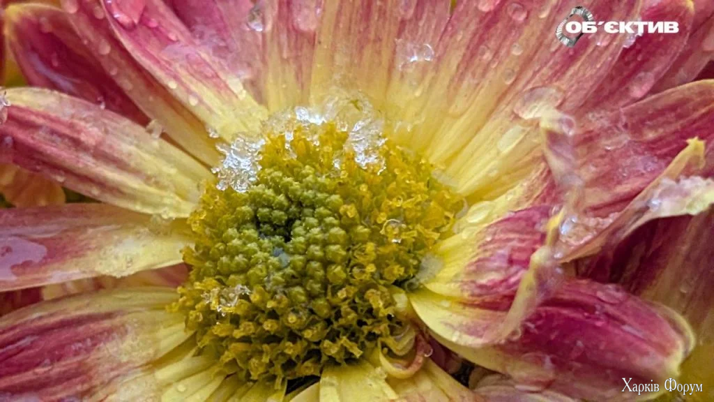 снег в Харькове и области