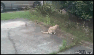 photo_64435.gif