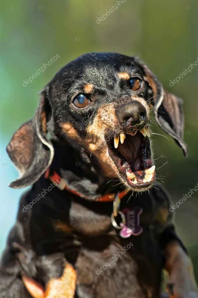 photos_12618759-Angry-dachshund-growls-teeth-bared.jpg