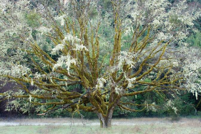 PicnicTree2-m.jpg