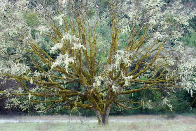 PicnicTree2-m.webp