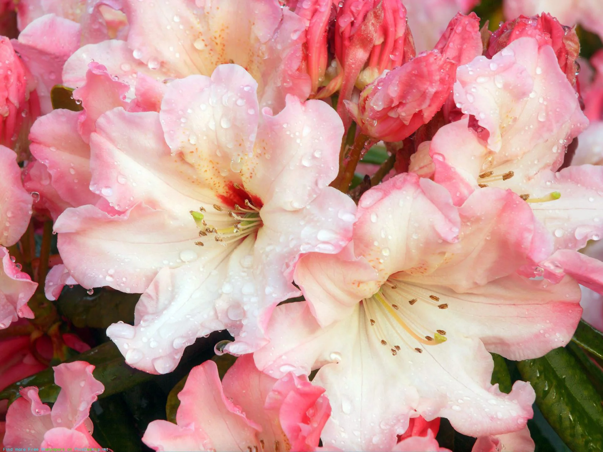 PicsDesktop.net_678.webp