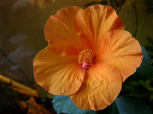 picture.webp