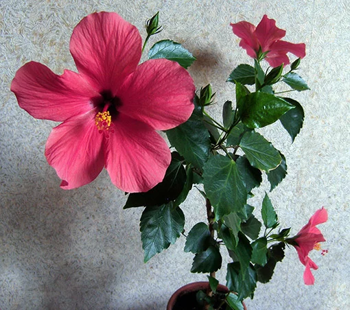 picture.webp