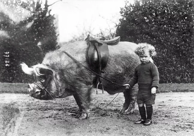 Pig.webp