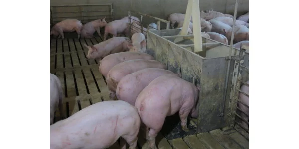 Pigs-Eating.webp
