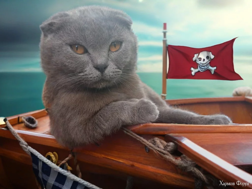 pirate cat.webp