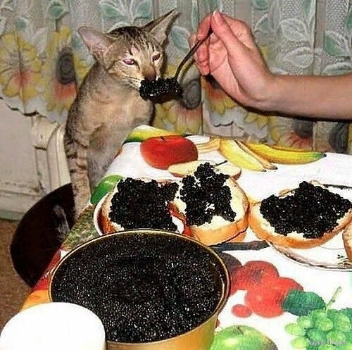 Пищевая добавка.jpg