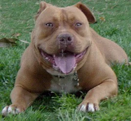 pit-bull-used-in-site.webp