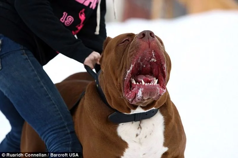 Pitbul-1.webp
