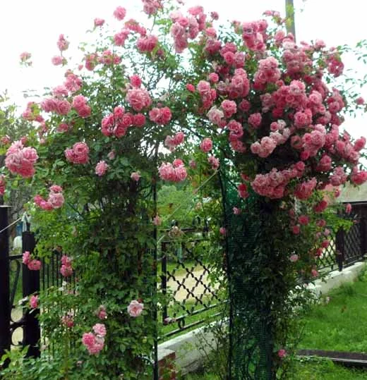 pletistaja-roza-uhod15.webp