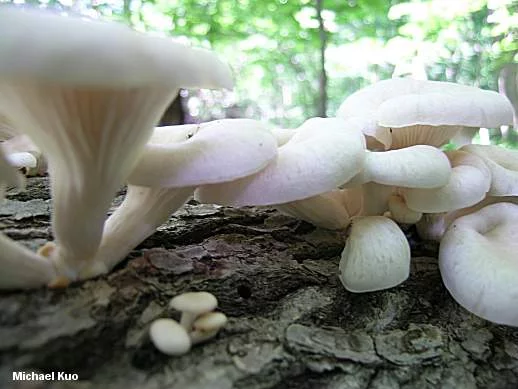 Pleurotus-pulmonarius_01.webp