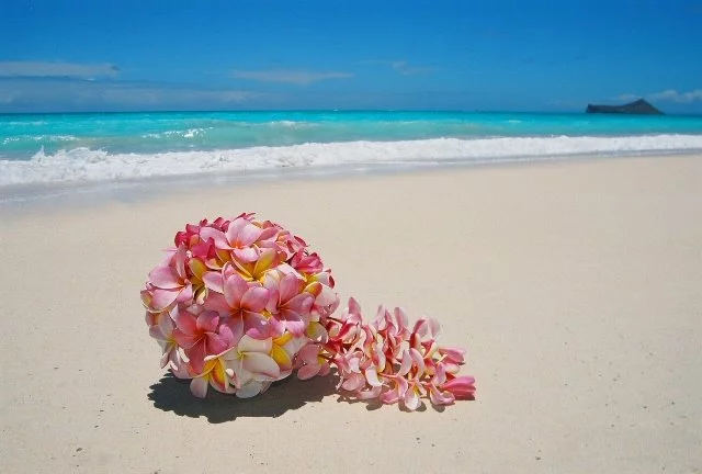 plumeria-flower.webp