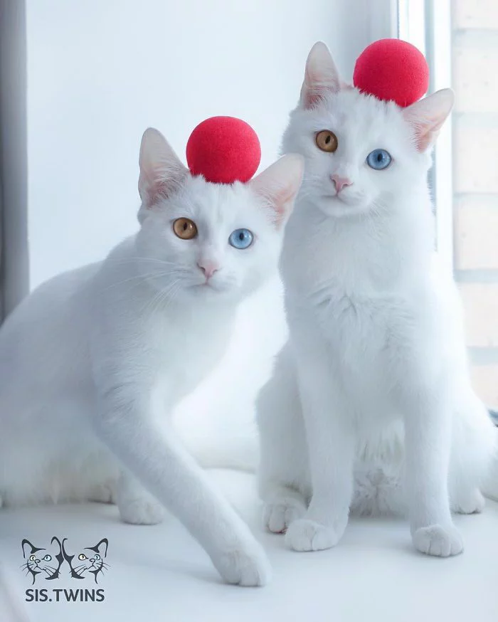 PNKCjkNYb7w.webp