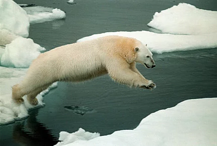 Polar%20Bear_7.webp