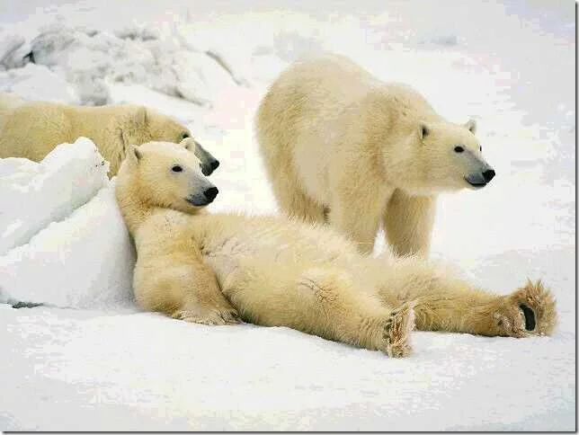 polarbearrulecoalplant_3.webp