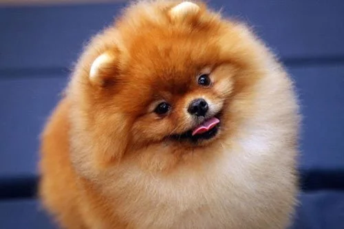 pomeranian2.webp