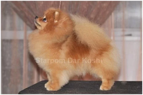 pomeranian_starpom_dar_koshi.webp
