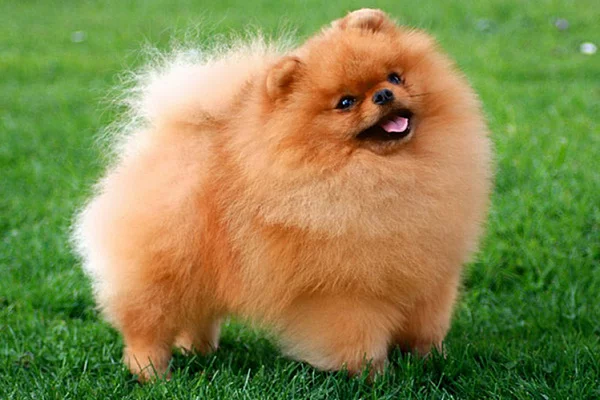 pomeranskij_shpic.webp